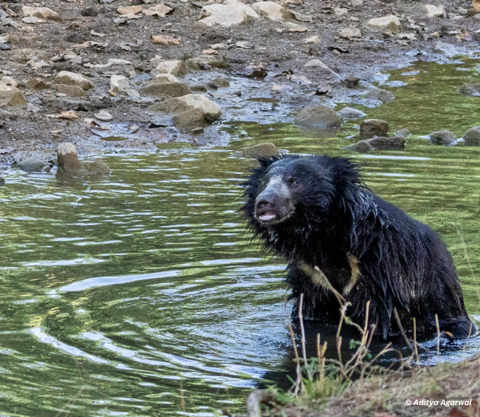 slothbear2026's tweet photo. 🐻 Can Sloth Bears Swim?

Although Sloth Bears are mostly known for foraging on land, they are capable swimmers and may enter water bodies for several reasons. They may cross rivers or streams while moving through their habitat, search for food along water edges, or enter water to cool down during hot weather.

In some landscapes, especially during dry seasons, water sources can also attract both wildlife and people. This overlap can sometimes increase the chances of unexpected encounters and conflict.

Reducing disturbance near natural water sources, avoiding sudden approaches, and maintaining safe space can help minimize such interactions.

For Sloth Bears, water is not just an obstacle—it can also be an important part of survival. 🐾

#ProjectSlothBear #WIIProjectSlothBear #SlothBear #BearBehaviour #WildlifeFacts #HumanWildlifeCoexistence

@moefcc @CentralIfs @NationalCAMPA @wii_india @SACONCoimbatore @wii_eiacp @rameshpandeyifs @GobindsagarBha1 @RuchiBadola2 @CRamesh_WII @BivashPand34733 @Kramesh95 @amitwii @UpmaManral @ashishjangid22 @avinashyadv95 @utkarsh41995  @kaushikforwild @Hairypotter0777 @Sindhoora_2001 @Suraj_Chauhan31 @niranjanKv2770 @Kavyak0204 @MitaliJadh34762 @ForNat0
