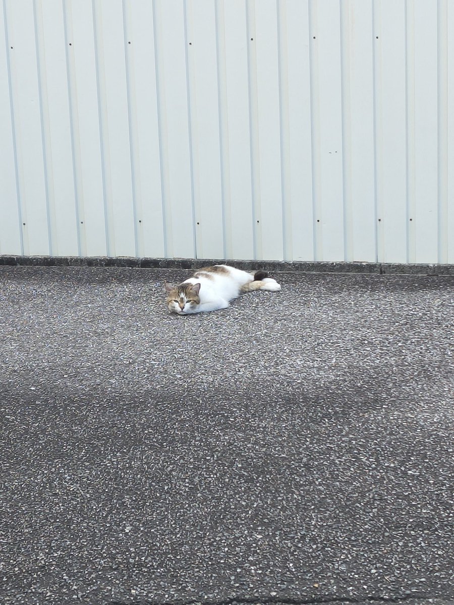 Post by ははもち on X: ネコがとけてた