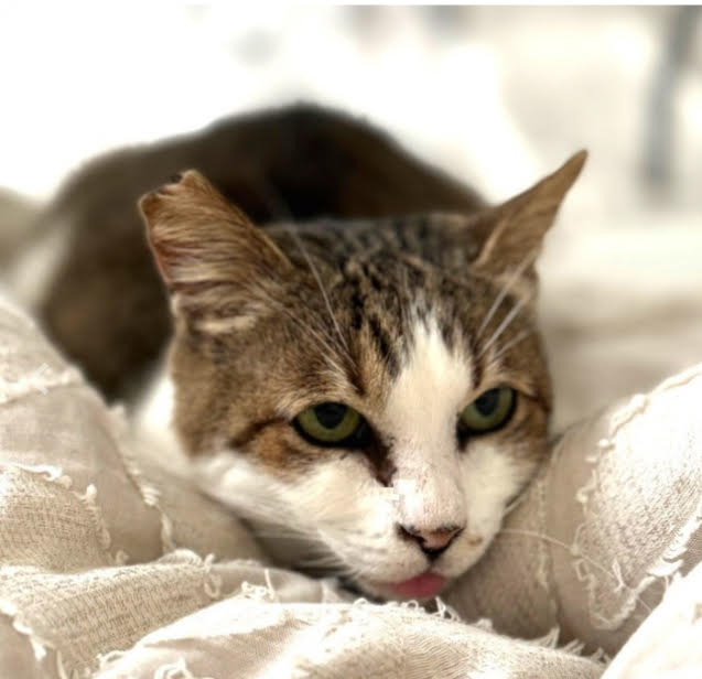 4PawsTeam's tweet photo. Meredith, born in 2018, was found in Okinawa, when a couple stationed there took her in and nursed her back to health!
Meredith is social and affectionate, loving everyone she meets, and enjoys playing and being pet.

Foster: https://t.co/wNfcmla1Tv
Adopt: https://t.co/hRiYJ8NHro https://t.co/wpYJgJJxxu