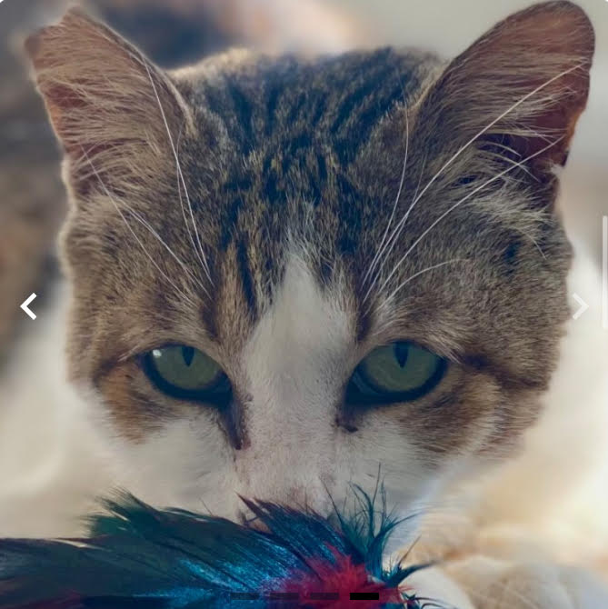 4PawsTeam's tweet photo. Meredith, born in 2018, was found in Okinawa, when a couple stationed there took her in and nursed her back to health!
Meredith is social and affectionate, loving everyone she meets, and enjoys playing and being pet.

Foster: https://t.co/wNfcmla1Tv
Adopt: https://t.co/hRiYJ8NHro https://t.co/wpYJgJJxxu