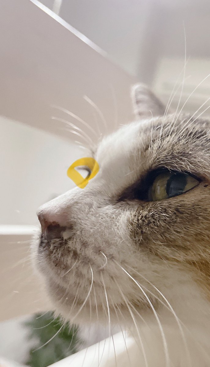 猫にもまつ毛がある 目の上の、ヒゲと同じ質感の毛とは別に もはや美