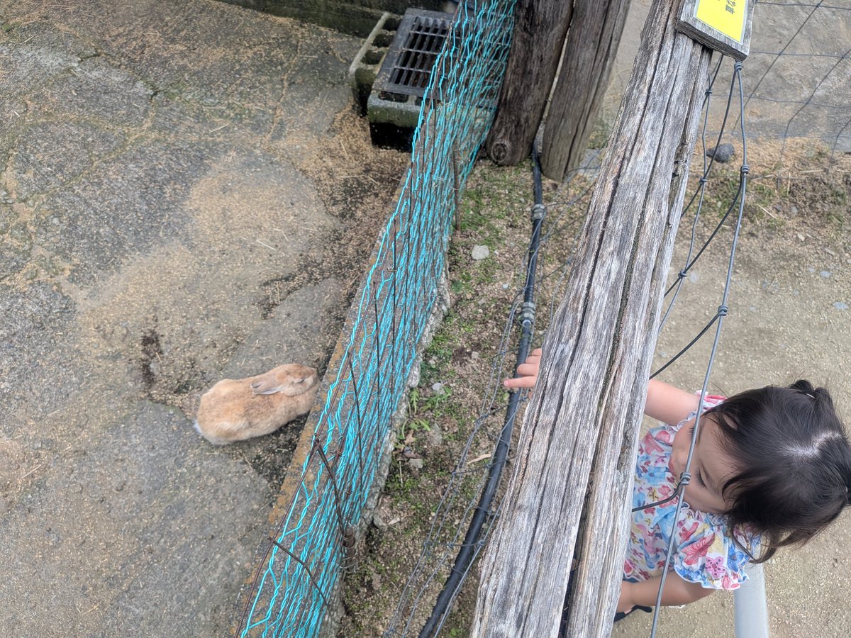 debunyaro's tweet photo. 年齢制限でふれあいできず柵の外から『うさぎさんおいでー』🐇
すぐそこなのにこの距離がもどかしいー😣
口の周りベタベタにしながら食べたソフトクリーム美味しかったね😋🍦
 #南ヶ丘牧場 https://t.co/srT7v8Ssdq
