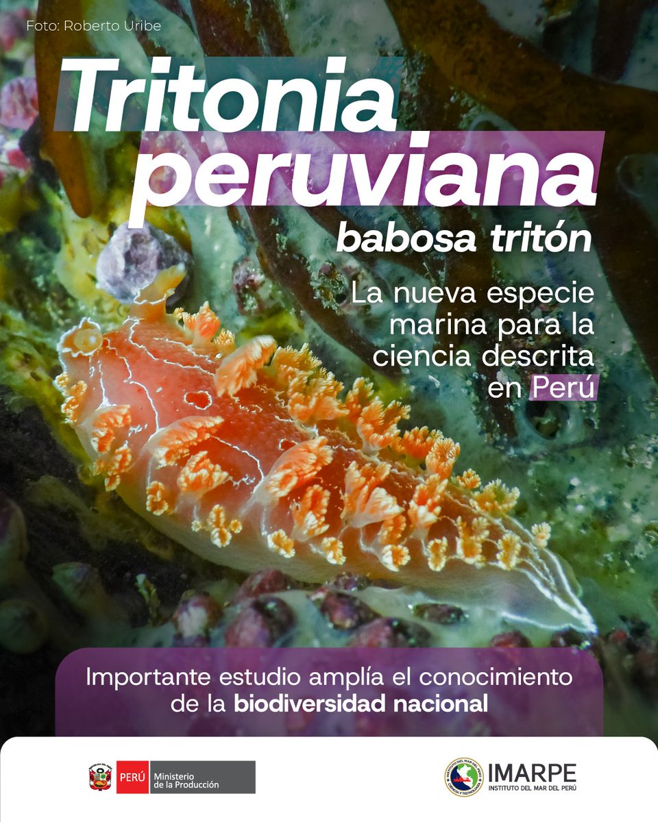 ImarpePeru's tweet photo. 🤩🌊 𝘛𝘳𝘪𝘵𝘰𝘯𝘪𝘢 𝘱𝘦𝘳𝘶𝘷𝘪𝘢𝘯𝘢 “babosa tritón” es el nombre de la nueva especie marina descrita en el Perú, una babosa marina registrada exclusivamente en el litoral peruano. IMARPE presenta este nuevo hallazgo para la ciencia y la biodiversidad del país. https://t.co/3BOuDMBO6Q