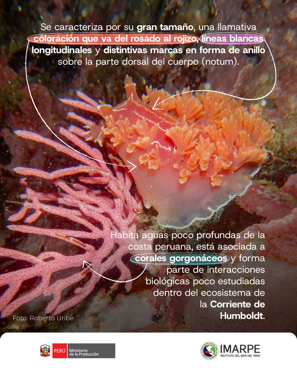 ImarpePeru's tweet photo. 🤩🌊 𝘛𝘳𝘪𝘵𝘰𝘯𝘪𝘢 𝘱𝘦𝘳𝘶𝘷𝘪𝘢𝘯𝘢 “babosa tritón” es el nombre de la nueva especie marina descrita en el Perú, una babosa marina registrada exclusivamente en el litoral peruano. IMARPE presenta este nuevo hallazgo para la ciencia y la biodiversidad del país. https://t.co/3BOuDMBO6Q