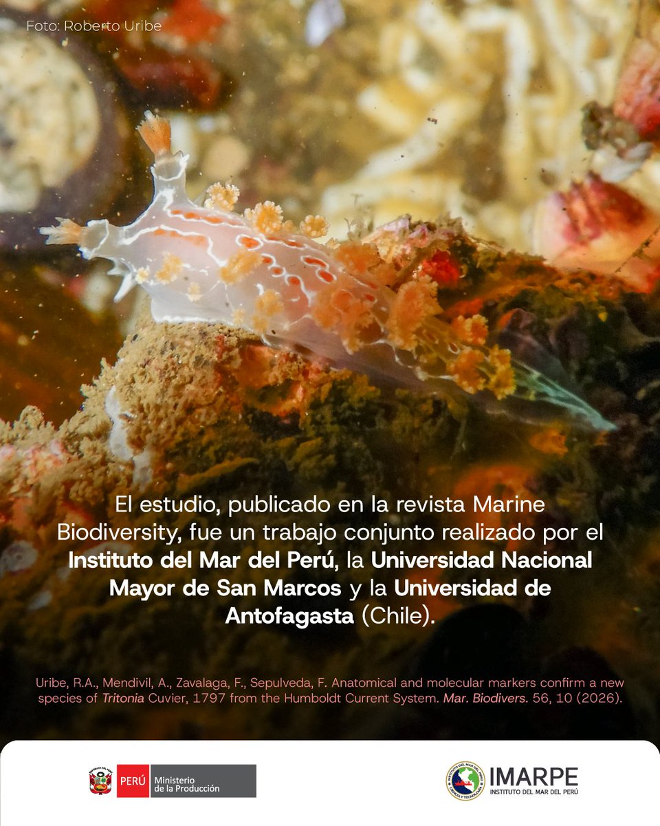 ImarpePeru's tweet photo. 🤩🌊 𝘛𝘳𝘪𝘵𝘰𝘯𝘪𝘢 𝘱𝘦𝘳𝘶𝘷𝘪𝘢𝘯𝘢 “babosa tritón” es el nombre de la nueva especie marina descrita en el Perú, una babosa marina registrada exclusivamente en el litoral peruano. IMARPE presenta este nuevo hallazgo para la ciencia y la biodiversidad del país. https://t.co/3BOuDMBO6Q