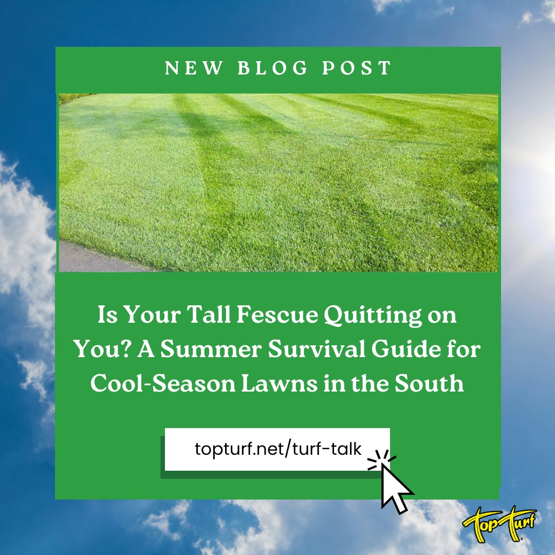 TopTurf's tweet photo. Is your lawn looking rough this summer? It might just be tall fescue doing its thing. 😅 Here's what's normal, what's not, and how to keep it going strong. 🌿
🔗 https://t.co/C2kAlaqoHP
#TopTurf #TurfTalk #LawnCare #TallFescue https://t.co/VykBm2Bf7i