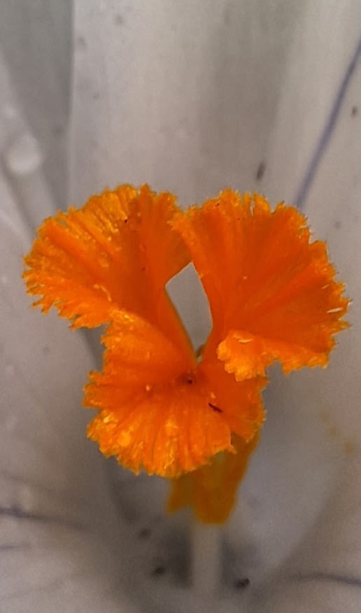 trynke_56's tweet photo. #juni_heligrafie #dag30 #oranje
@Laurentius66
Ik sluit af met het mooie oranje hart van een krokus en zeg bij deze bedankt voor een prachtige juni maand https://t.co/MeUHJfBBDB