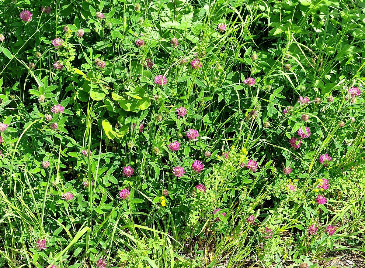 IDadzkov's tweet photo. Red clover. Rödklöver. Клевер красный.
#nature #flowers #RedClover #rödklöver #FlowersPhoto https://t.co/xydxOrh9r4