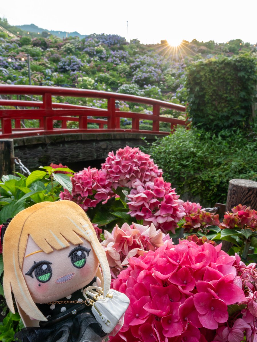 すみぬいと紫陽花とウニウニ(光芒)☀️ 薄曇りで空は白いけど