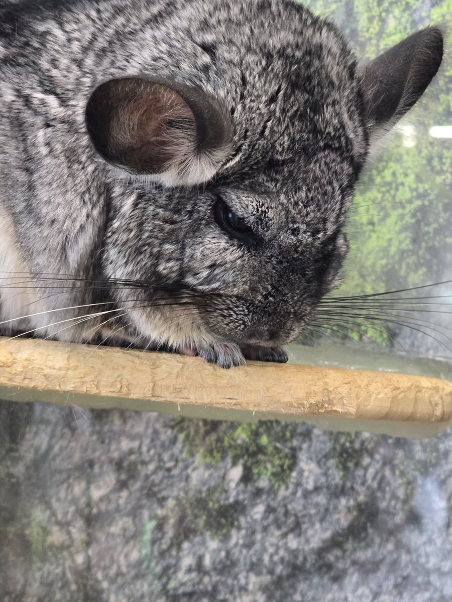 chirowatch's tweet photo. 친칠라에게 뽀뻐하고 왔긔 https://t.co/3C3dzoSFSU