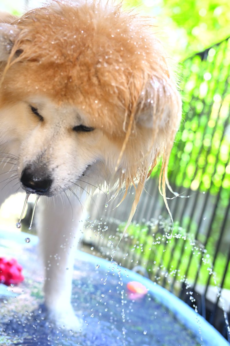 knpy_azrn's tweet photo. れんさんここ半年くらい軟便～下痢、酷い時は血便祭りの繰り返しで病院通って
今日セカンドオピニオンで99%膵外分泌機能不全だねと診断を頂きました。
原因が分かれば対処ができるから💪🏻原因がわかって良かった😌
おうち帰って来てからはあずきとプールで遊んだよ🤩 https://t.co/hYBSMKX4QG