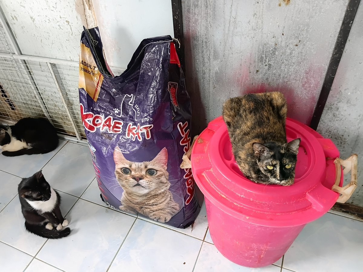 MaliLovEcat's tweet photo. #พรุ่งนี้รวย ขอให้ท่านที่เห็นทวิตนี้โชคดีร่ำรวยได้เงินแสนเงินล้าน ถูกลอตเตอร์รีรางวัลที1 เลขท้าย3ตัว2ตัวตรงแล้วร่วมทำบุญค่าอาหาร ตอนนี้อาหารเหลือเพียงกระสอบเดียวหรือสมทบสร้างคอกหมาขาดยอด9,000บาทกับบ้านเราได้นะคะ🙏🙏🙏#หวย #หวยรัฐบาลไทย สมทบได้ที่ธ.กสิกรไทย0648665512มะลิ สีทานวล https://t.co/tpQnqxCa6n
