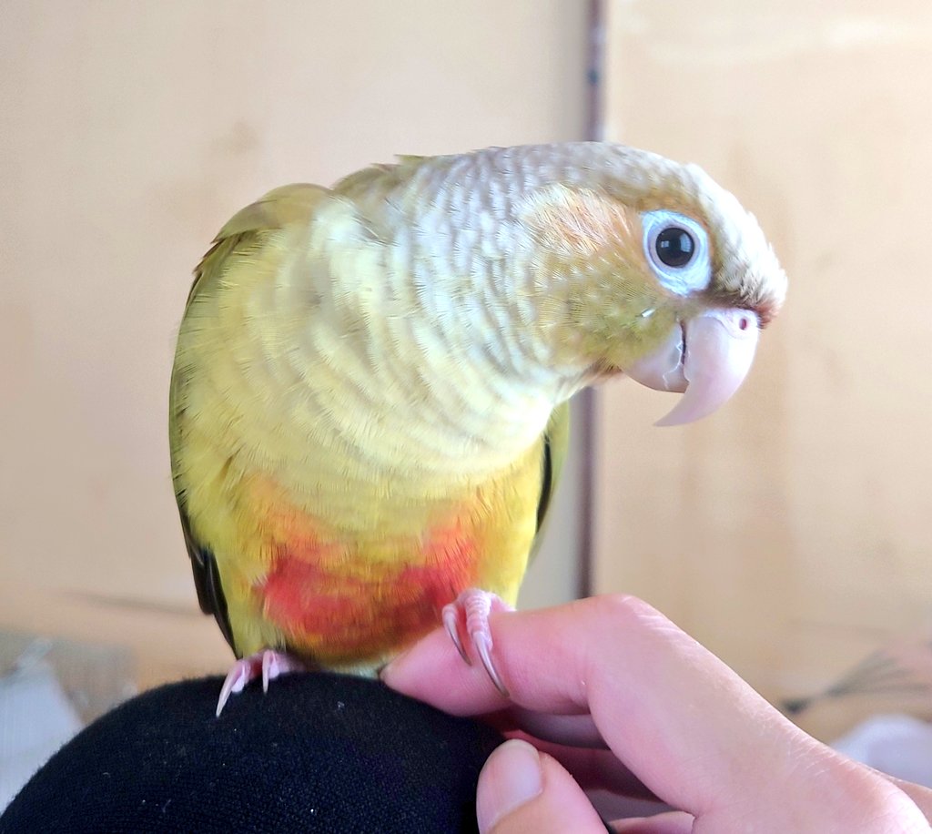 Inaritonakama's tweet photo. 飼鳥は人間を信用している。

人間の方で眠り、人間の指でくつろぎ、人間の口元まで平然に近づく。
人間か��痛いこと、怖いことをされる。という概念すらないだろう。

野生では到底考えられないことだ。

しかし、その関係性を一瞬で崩壊させることがある。

それは https://t.co/nj9MMuiZXT