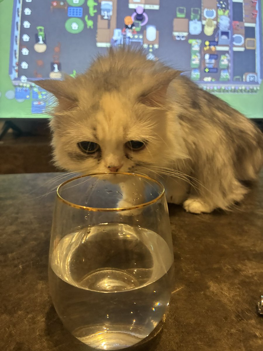cat1121cat's tweet photo. お水狙われてるー！！！！ https://t.co/njA5E1RJdJ