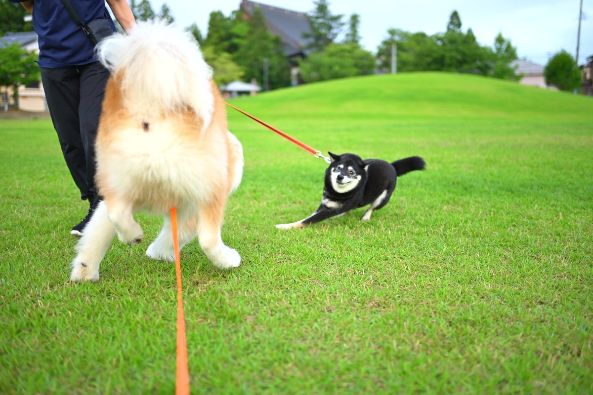 knpy_azrn's tweet photo. 最近お散歩のときもカメラ持ち歩くようにしてるんだけど、そしたら写真が増える増える🥹🩷笑
やっぱりスマホよりカメラの写りがいいよね https://t.co/mzz7evr76a
