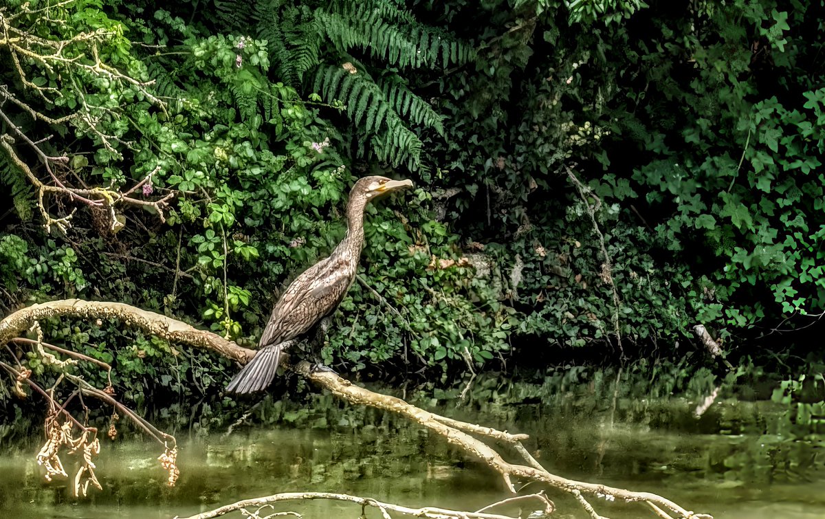 AlanTuvey's tweet photo. Couple of nice pics taken along the Grand Union canal.

#canalandrivertrust
#photography https://t.co/JScKuBphoc