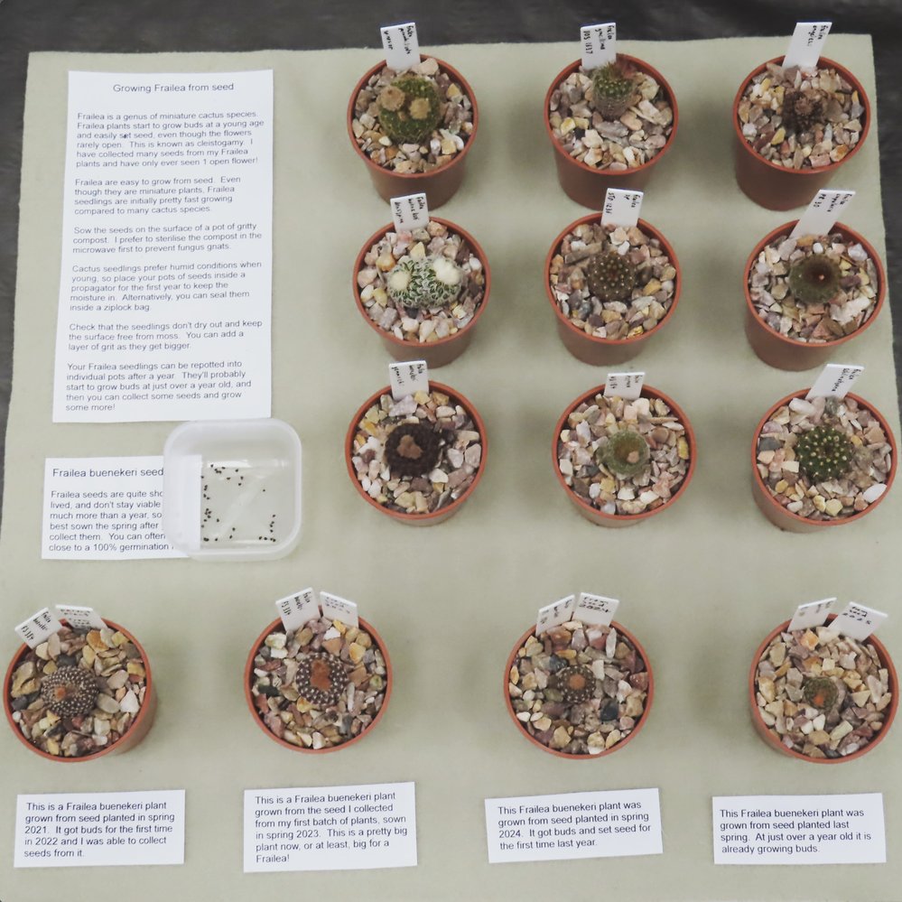 Khaph's tweet photo. I took some of my Frailea plants along to the @CactusSucculent National Cactus and Succulent Show to put together an entry for the educational class.  This came 2nd.  #frailea #cactus https://t.co/fC6r1zEwrm