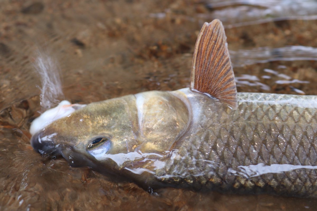 achicochi_fish's tweet photo. ミッション【嫁に釣らせる】達成㊗️ https://t.co/WzYr6KBPsm