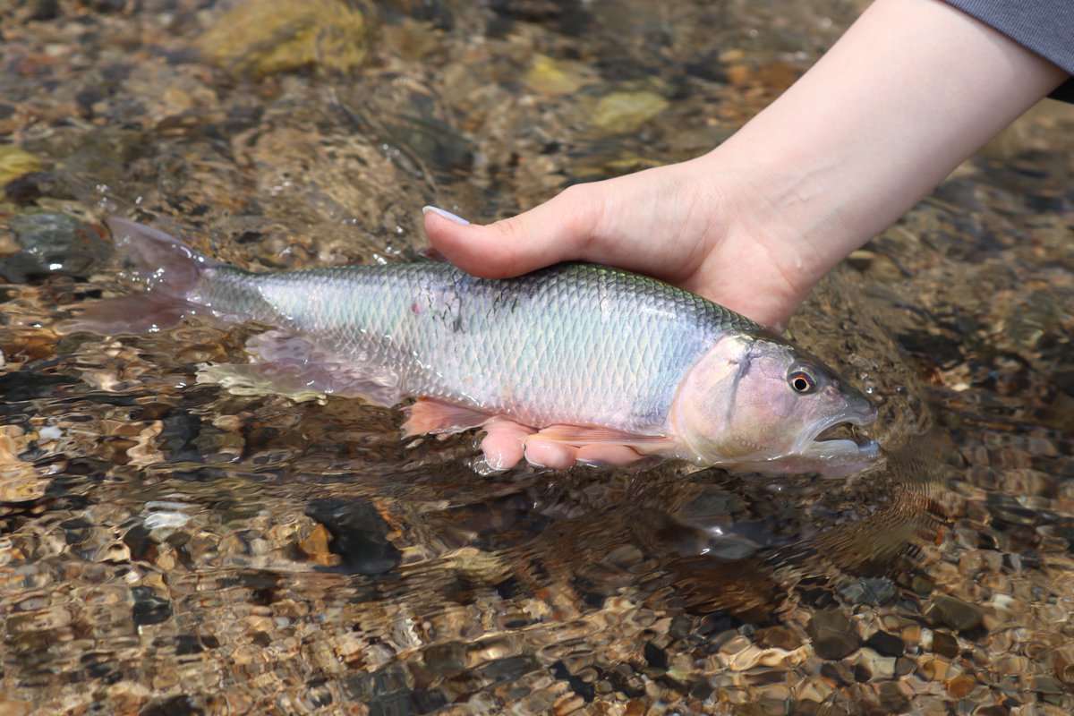 achicochi_fish's tweet photo. ミッション【嫁に釣らせる】達成㊗️ https://t.co/WzYr6KBPsm