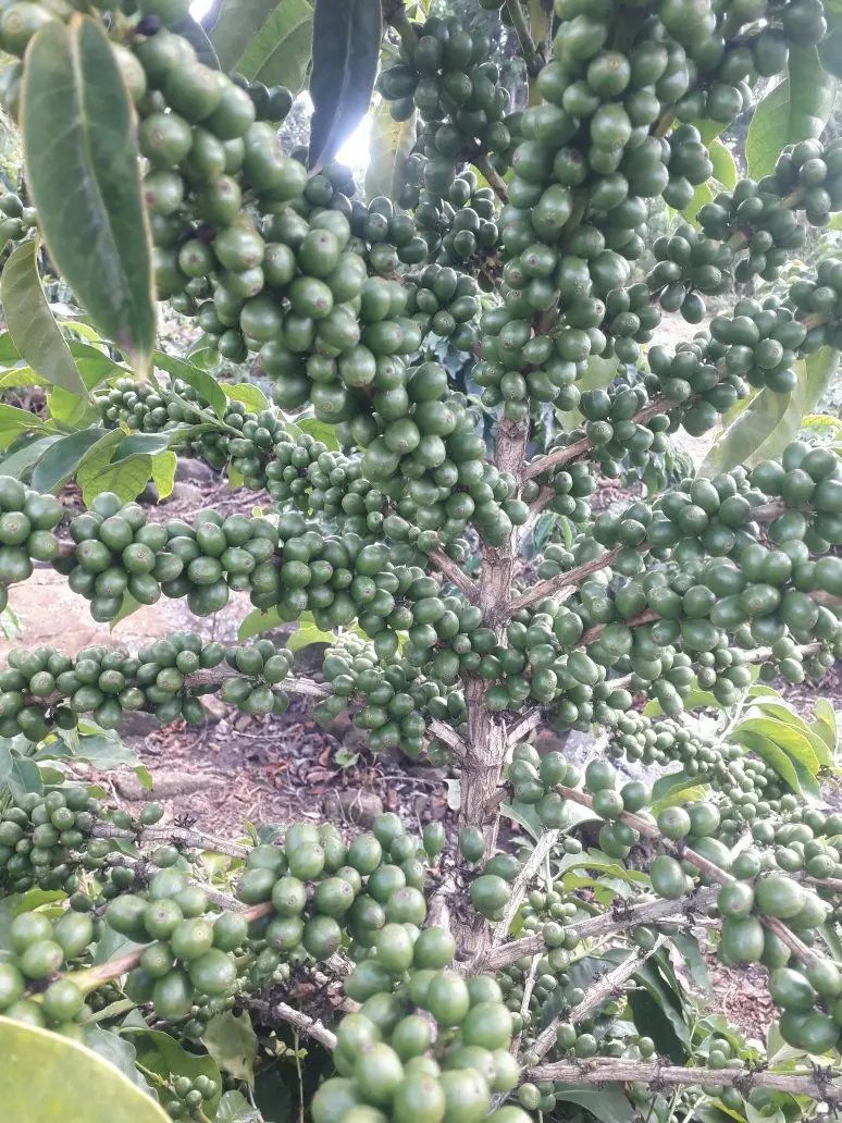 ByarugabaRemi's tweet photo. A coffee farm is not built in one season. It's built through consistent pruning, mulching, feeding, and harvesting ripe cherries. Small improvements made every season lead to big harvests over time.

#CoffeeFarming #Agriculture
#FarmVisit https://t.co/ahnwr3D1GM