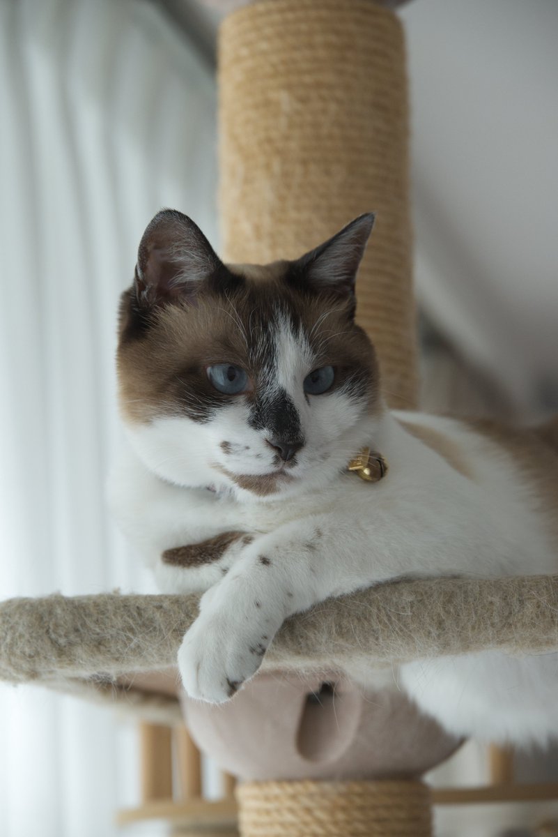 t_mudai's tweet photo. 美猫 https://t.co/od2Rm79gYZ