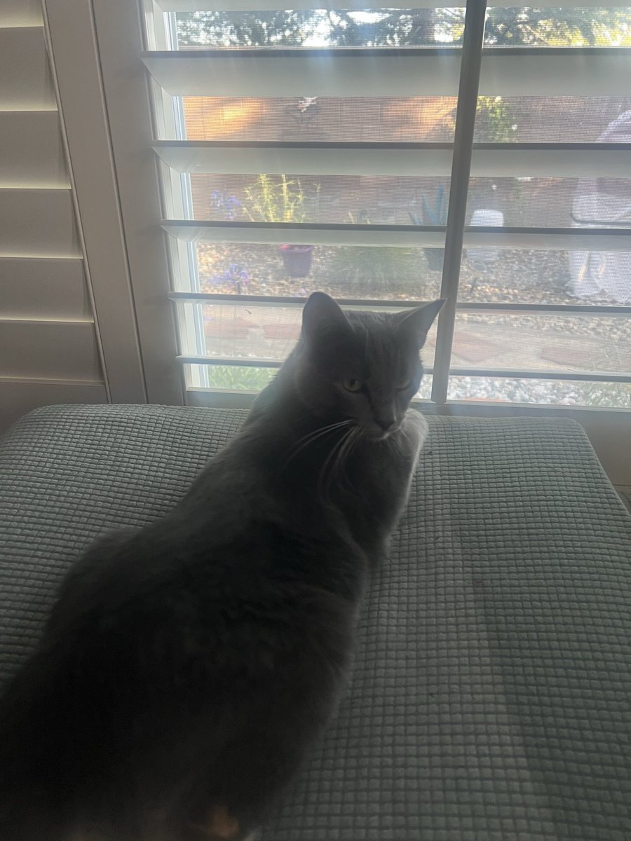 BeachyMariaP's tweet photo. How much “screen time” should Juniper and Poppy be allowed? @feederofcats @fletc117 https://t.co/DujptrfgRs