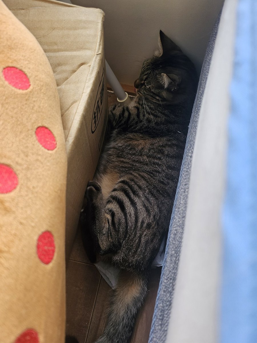 rietanpanda2's tweet photo. ゴトン！
なんの音かと思ったら
ハルが落ちてた〜

…猫も落ちるのね🤣 https://t.co/mYx6g52Zsr