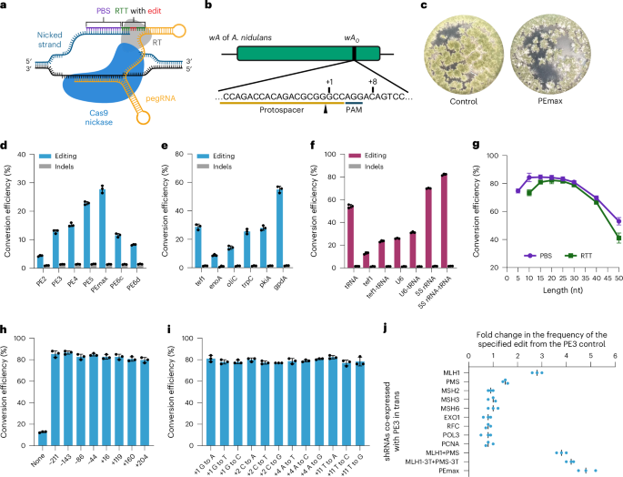 NatureBiotech's tweet photo. Prime editing for precise genome engineering and modulation of fungal metabolism - @XueSherryGao  @DrYihuiShen https://t.co/uKwfkRFKQI https://t.co/QbOOC8hw1u