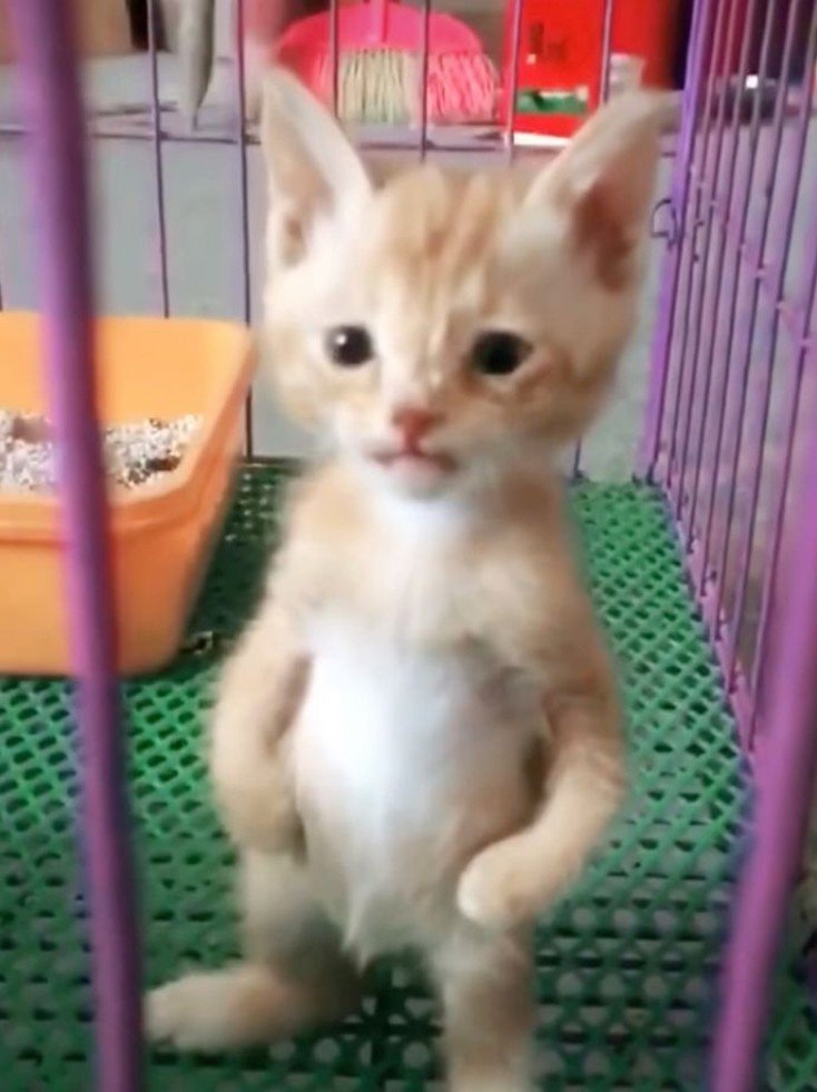 imhirayaliu's tweet photo. anxin: im big, im strong, and im a cute cat! meow ~ https://t.co/4XN4NOrY3N