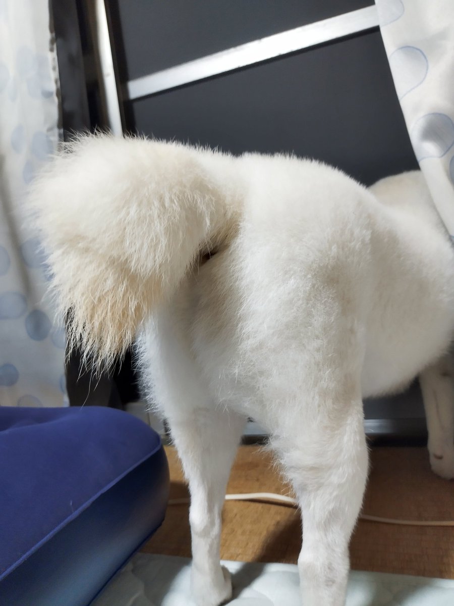 SPKING_1029's tweet photo. お外警備員🐾
やっぱりくの字のシッポ
可愛いね❤
#柴犬
#柴犬のいる生活 
#柴犬大好き
#柴犬が好きすぎるで使っていいよ#白柴犬
#柴犬好きさんと繋がりたい
#SPKING https://t.co/R82pQTWMG1