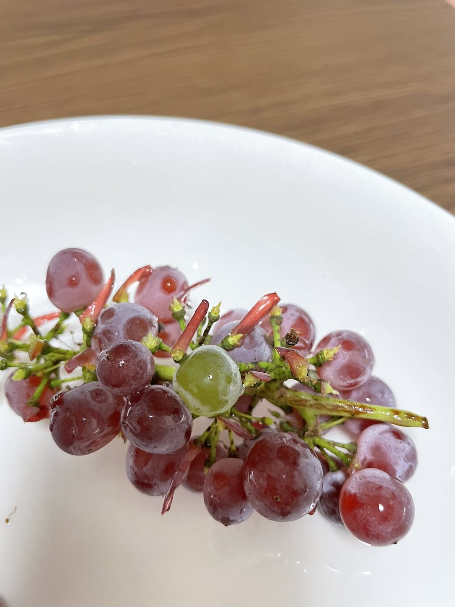 oWhitePearlo's tweet photo. 夫が食べてたぶどう🍇の中にマスカットがいた🤔 https://t.co/8uJGZm2MEI