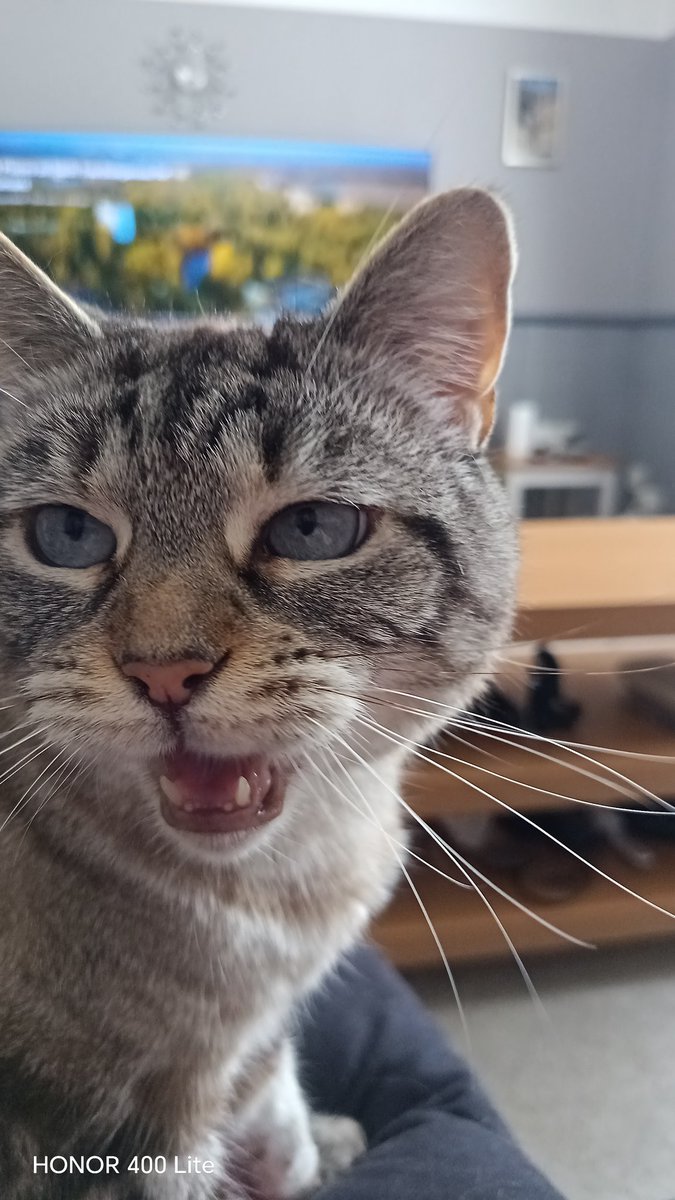 simonmount72's tweet photo. Think Snowy wants 2 say hi 2 u all https://t.co/SaN6TK7Jpb