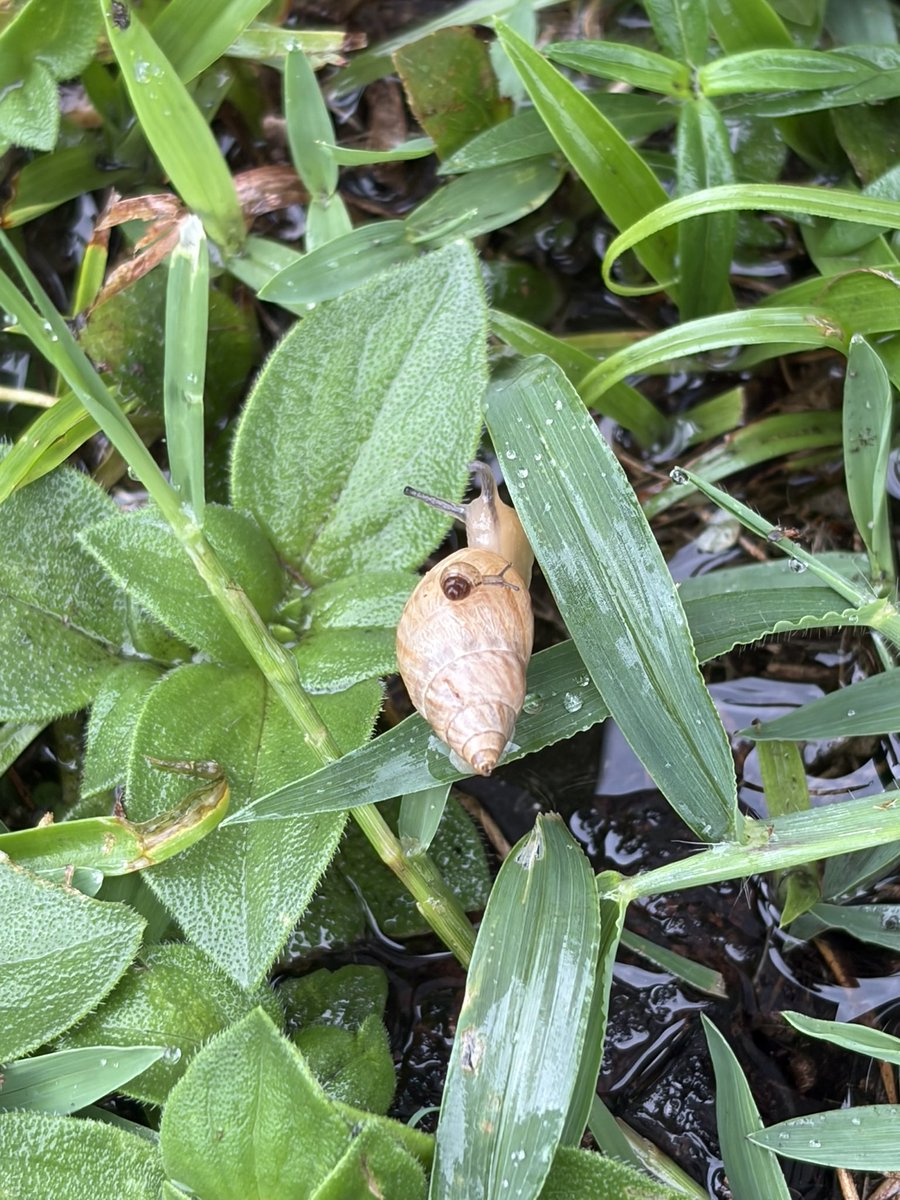 ambvrp's tweet photo. I love taking pictures of snails they are so cute ☺️🐌📸 https://t.co/mdWiqZRywC