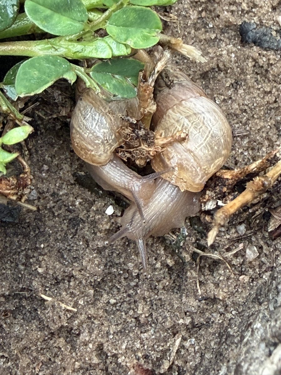 ambvrp's tweet photo. I love taking pictures of snails they are so cute ☺️🐌📸 https://t.co/mdWiqZRywC