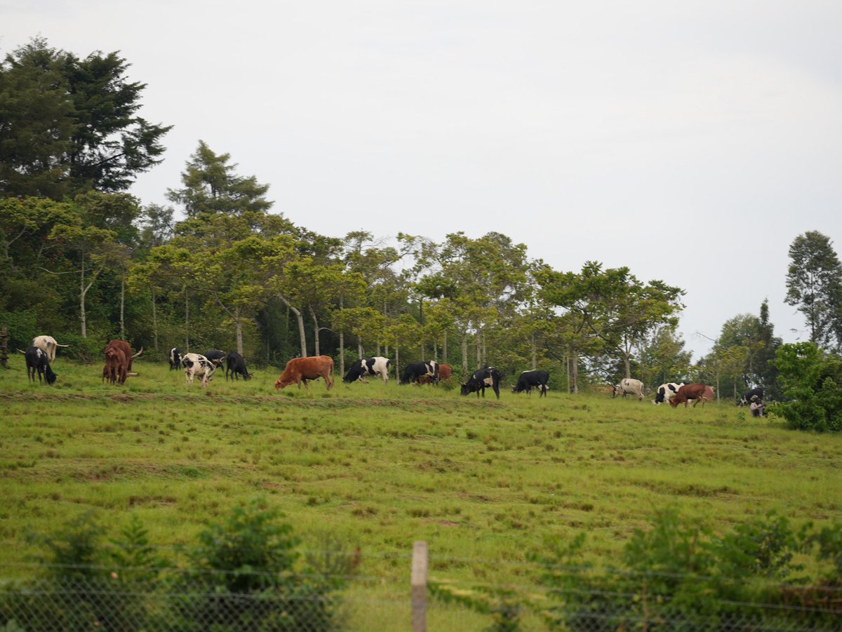 RuhuukaHome's tweet photo. This is what “country” actually means. 😉 

Book your stay. DM or call https://t.co/azh12t18ME