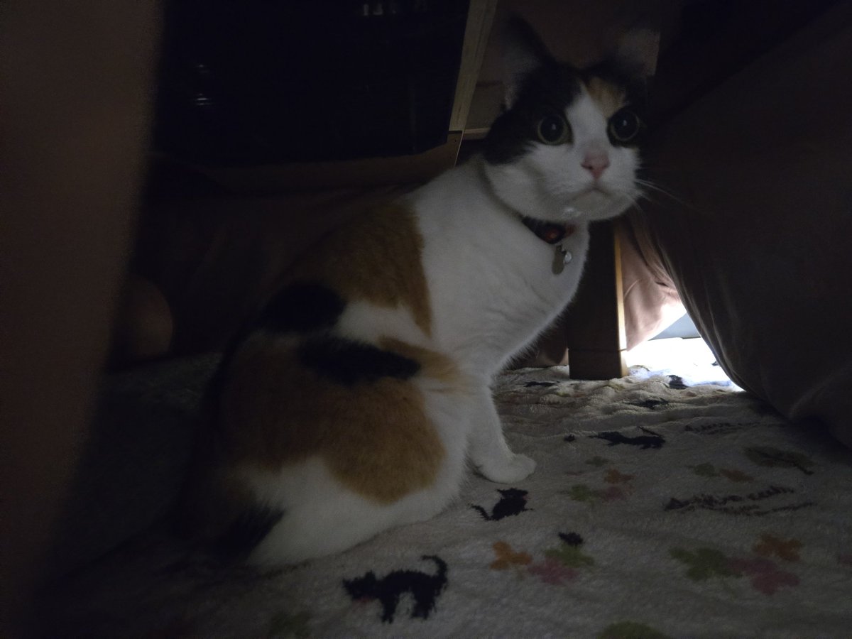 ymgc_106's tweet photo. さて本日もお付き合いありがとうございました〜

こんなところに隠れてたんですかｗ
猫「雨と雷の音が大きい！なんとかしろ！」
なんともならんて(；´Д｀)

それでは皆様良い夢を〜ｗ https://t.co/HPKo0HXWq8