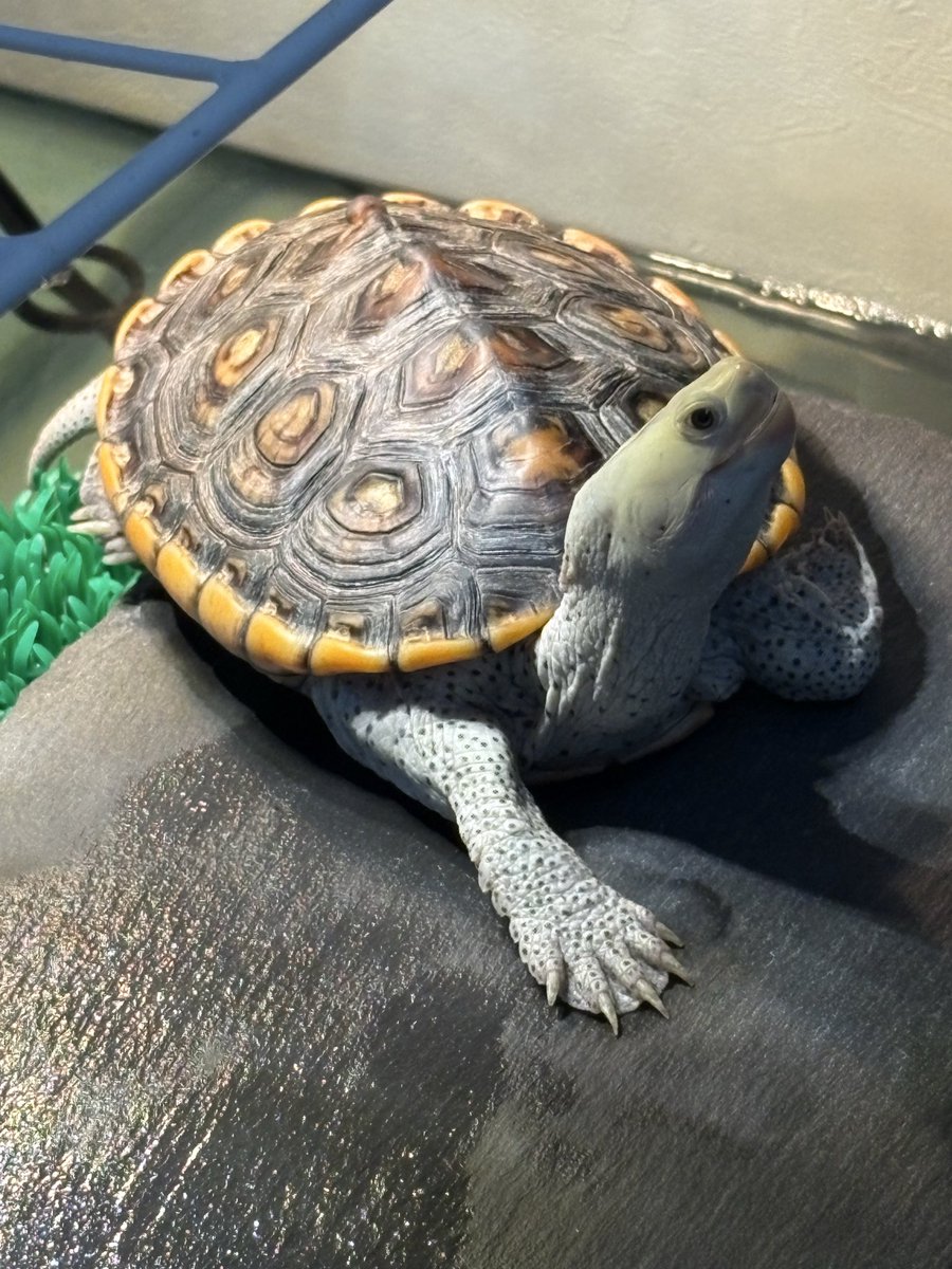 torano7878's tweet photo. 今日も干してます💡🐢

#ダイヤモンドバックテラピン
#オルナータダイヤモンドバックテラピン
#DBT https://t.co/HCXahofszv