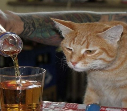 VCarving's tweet photo. @ganymedeshouse Snagged it for my personal collection of drunk cats. https://t.co/Fna4OPQyYw