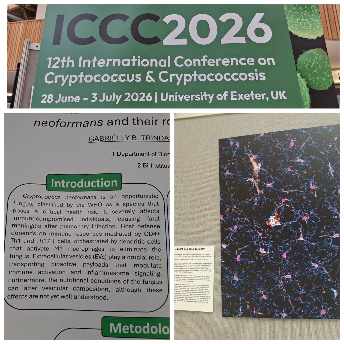 natalieben's tweet photo. How to get a crash course in cryptococcus - come to #ICCC2026 to be a speaker on #fAMR and have time to browse the posters
#PublicHealth #OneHealth https://t.co/NR3R2MaA4x