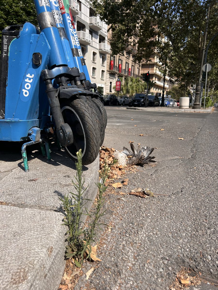 AndolfiE's tweet photo. @RapPalermo da 10 giorni c’è un gabbiano morto in via libertà angolo via Siracusa, altezza UPIM. È possibile rimuoverlo? https://t.co/hggXRUQIAD
