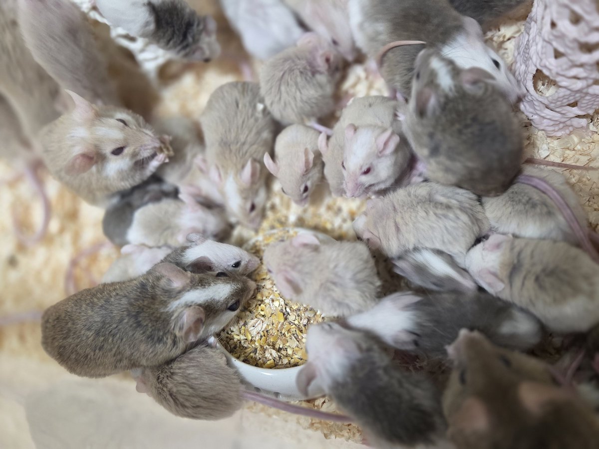 huyuniice's tweet photo. ホッパー～ヤングサイズが集まってるコロニーです🐭
皆さんが一番いま必要なサイズは？
よければコメントしてください😁
#ヤワゲネズミ #ヤワゲ #ネズミ #ボールパイソン #ラット #ファンシーラット #ピンマ #ファジー #ホッパー #アダルト #リタイア https://t.co/xroSo4YVxN