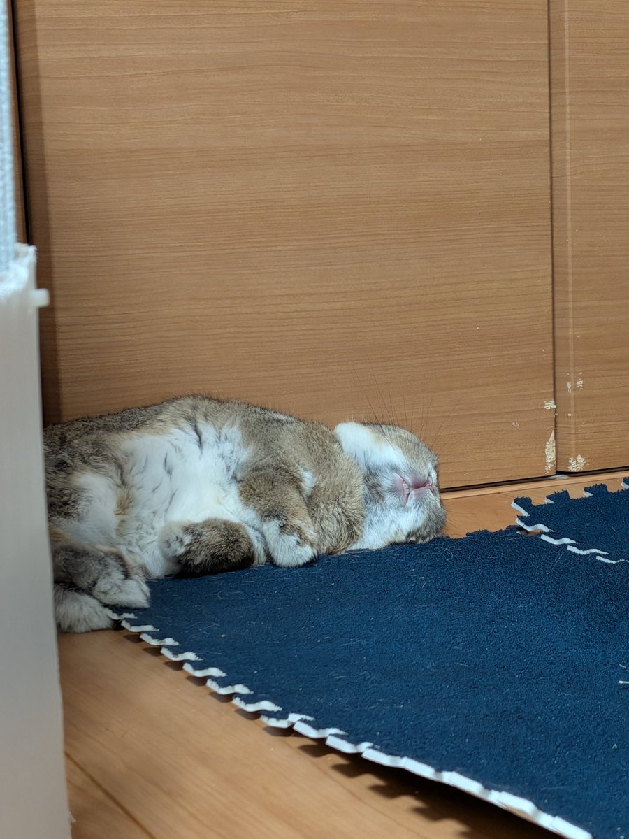ZERO_P_N's tweet photo. ウサギさんおちてる
#うさぎ https://t.co/2q8tCstXvX