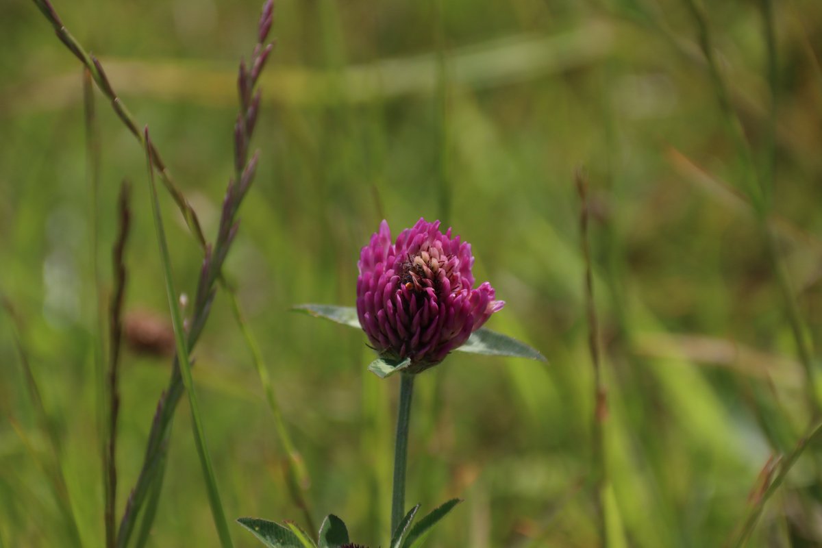 jgphotography10's tweet photo. Red Clover plant (trifolium pratense) 📸 - 18-06-2026
#RedClover #Plants #Photography https://t.co/sHVF9oZ0s7