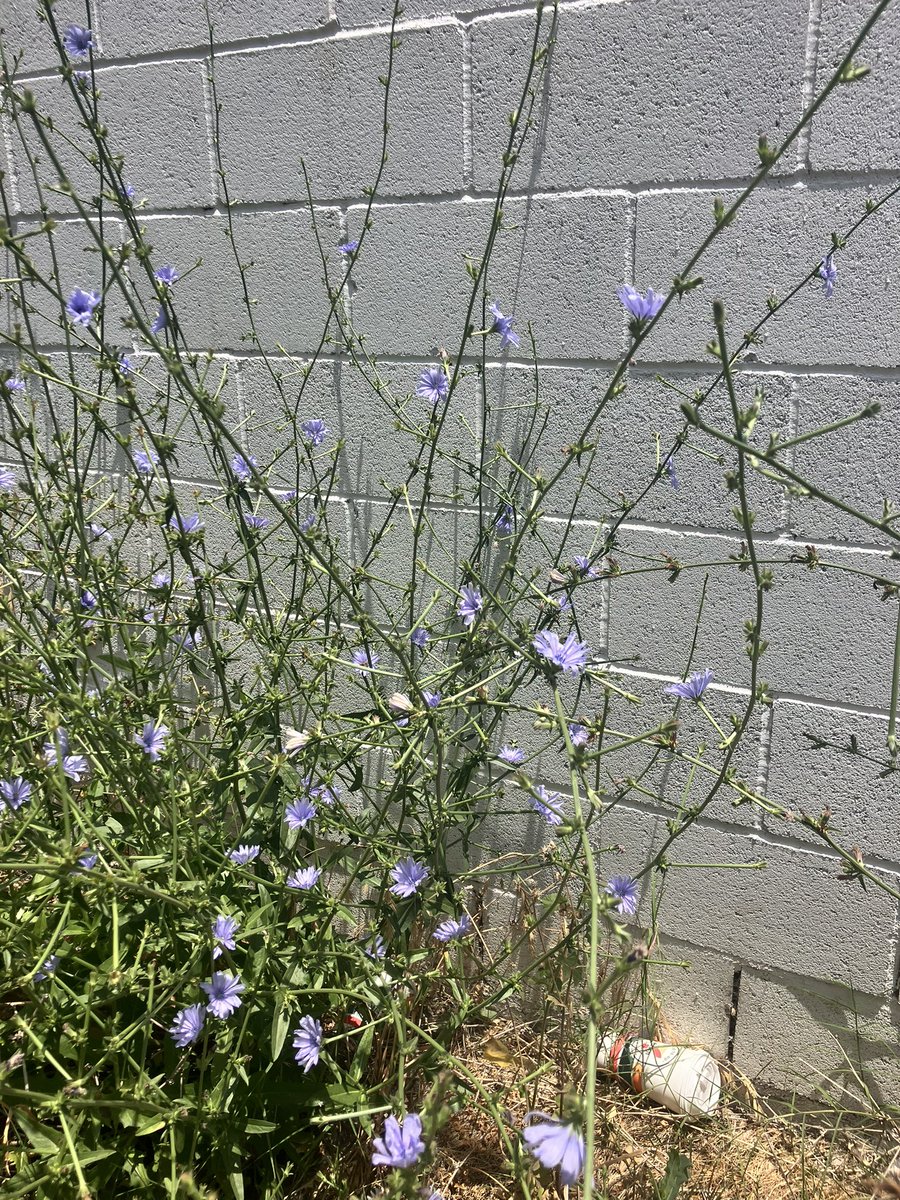 emboeri's tweet photo. @VenetiaJane Aww I love chicory https://t.co/eoykmW0LmF
