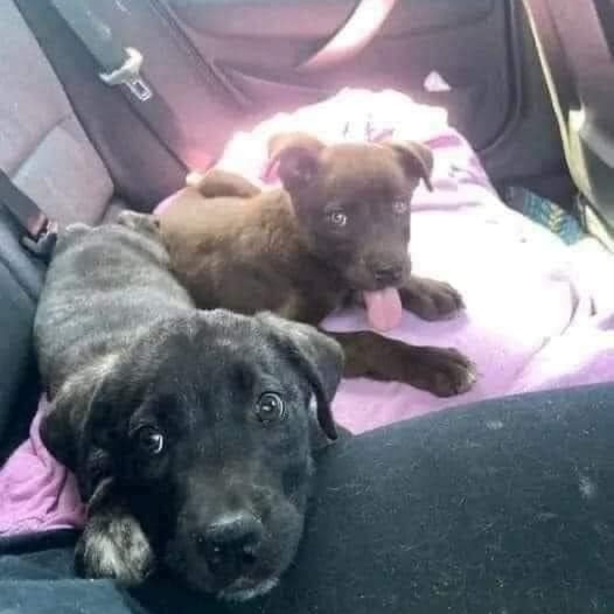 feelgoodtale's tweet photo. Today, we went to adopt our child. When we got there, we saw she was very close to her brother, Mavrouli. The volunteers told us he was black and that sadly, he was left alone because no one wanted to adopt him. I looked at the man and said, "Then we want to adopt both of them together!" Today, we became a family of four! Now, we are going home! I hope everyone can be this happy.

Credit – Original owner