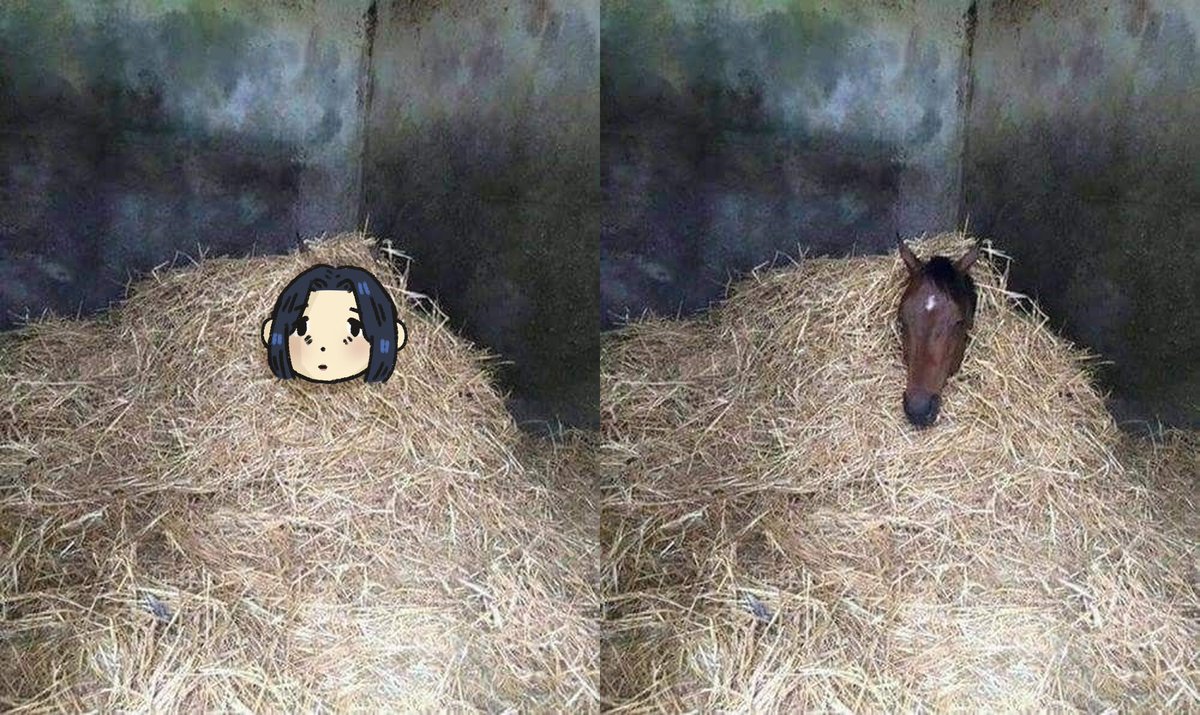 papiapricot's tweet photo. #2026年自分が選ぶ今年上半期の４枚
year of horse 🐴 https://t.co/0mAe6adRfA
