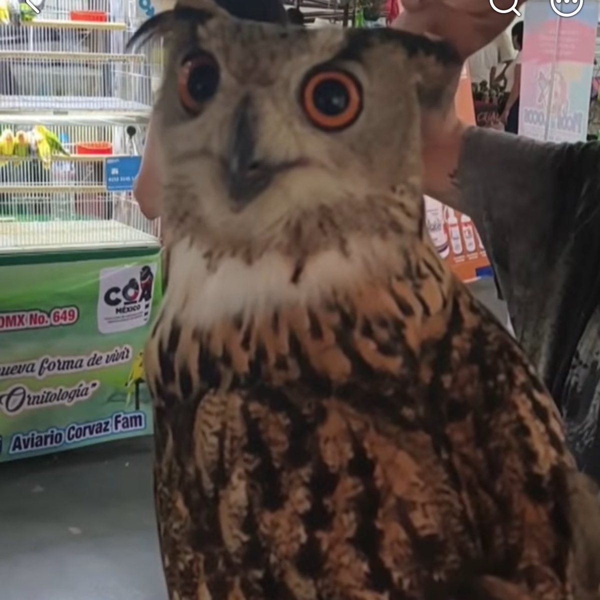 YoAmoaLaCiencia's tweet photo. ¿Qué beneficios obtiene el gobierno de Brugada para seguir permitiendo la venta y explotación animal? https://t.co/fXLamtb6kQ