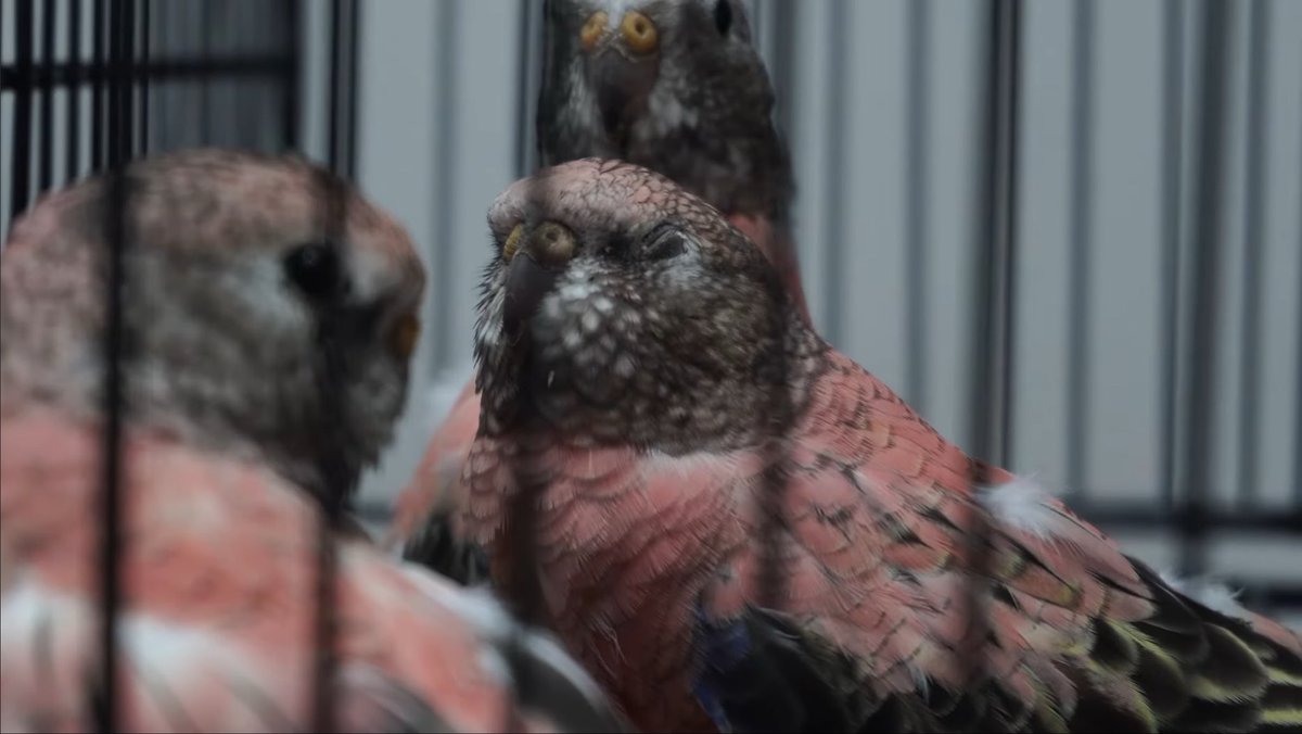 YoAmoaLaCiencia's tweet photo. ¿Qué beneficios obtiene el gobierno de Brugada para seguir permitiendo la venta y explotación animal? https://t.co/fXLamtb6kQ