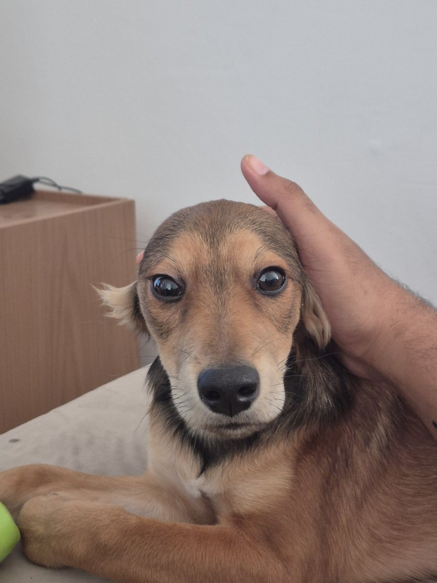 renatonta's tweet photo. ta mas e agora o parafuso sem orelha https://t.co/gGjdh9rXEZ