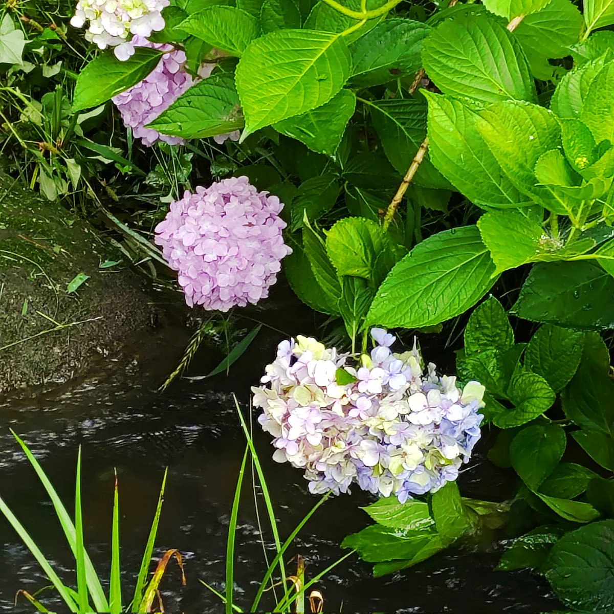 ari_m11's tweet photo. 水辺の紫陽花。すぐ横なのに、花の色合いが違っていて不思議だった。紫陽花の色は土壌の酸性～アルカリ性の違いで変わるらしいけれど、隣の場所でも、土壌のPHが違うのだと思ったりした。花に教えてもらったのだ… https://t.co/8pkADsh4Gd